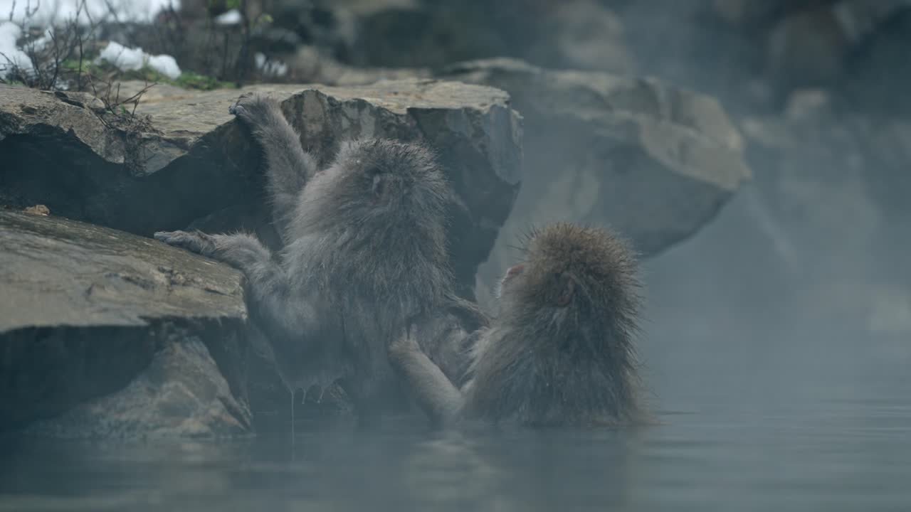 смотрите, как снежная обезьяна осторожно удаляет паразитов от друга, отдыхая в парящих водах джигокудани онсен, яманоучи.