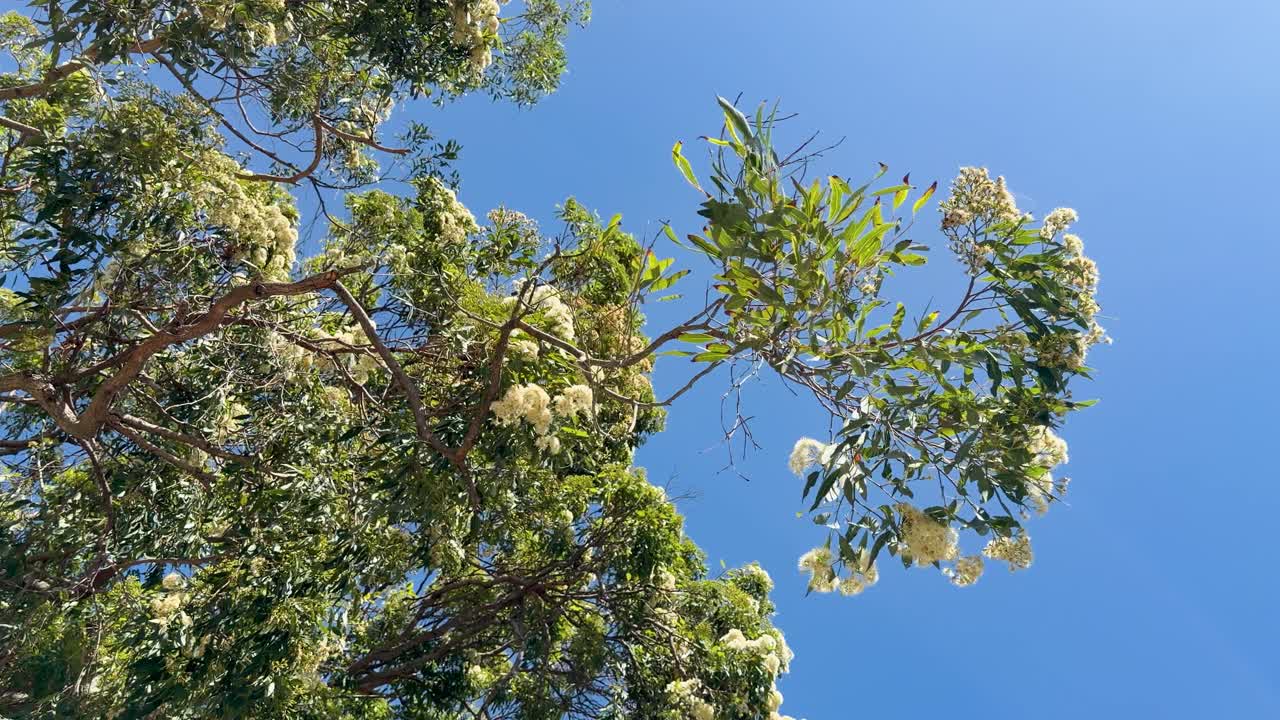 Inquadratura dal basso di fiori di eucalipto bianchi che ondeggiano al vento sotto la luce intensa del sole