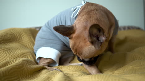 Full-body-shot-of-french-bulldog-puppy-wearing-grey-costume-licking-his-wounded-leg-while-sitting-on-a-bed