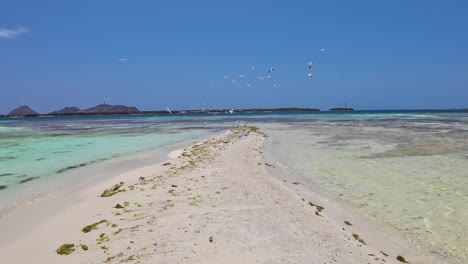 Hermoso-Grupo-De-Gaviotas-Volando-En-La-Playa-Caribeña,-Paraíso-Tropical-Los-Roques