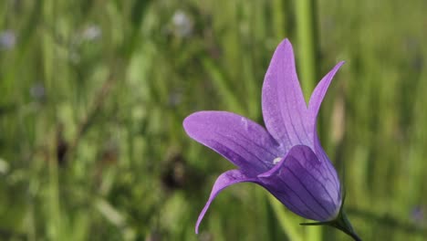 Blühende-Blaue-Glocken-Sind-Schöne-Duftende-Blumen