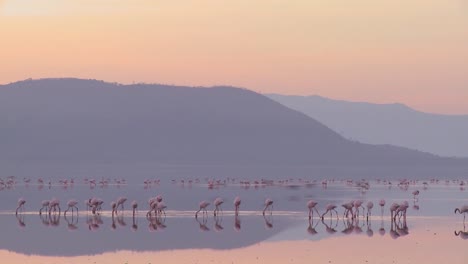 Hermosas-Imágenes-De-Flamencos-Rosados-En-La-Luz-De-La-Mañana-En-El-Lago-Nakuru-Kenia-2