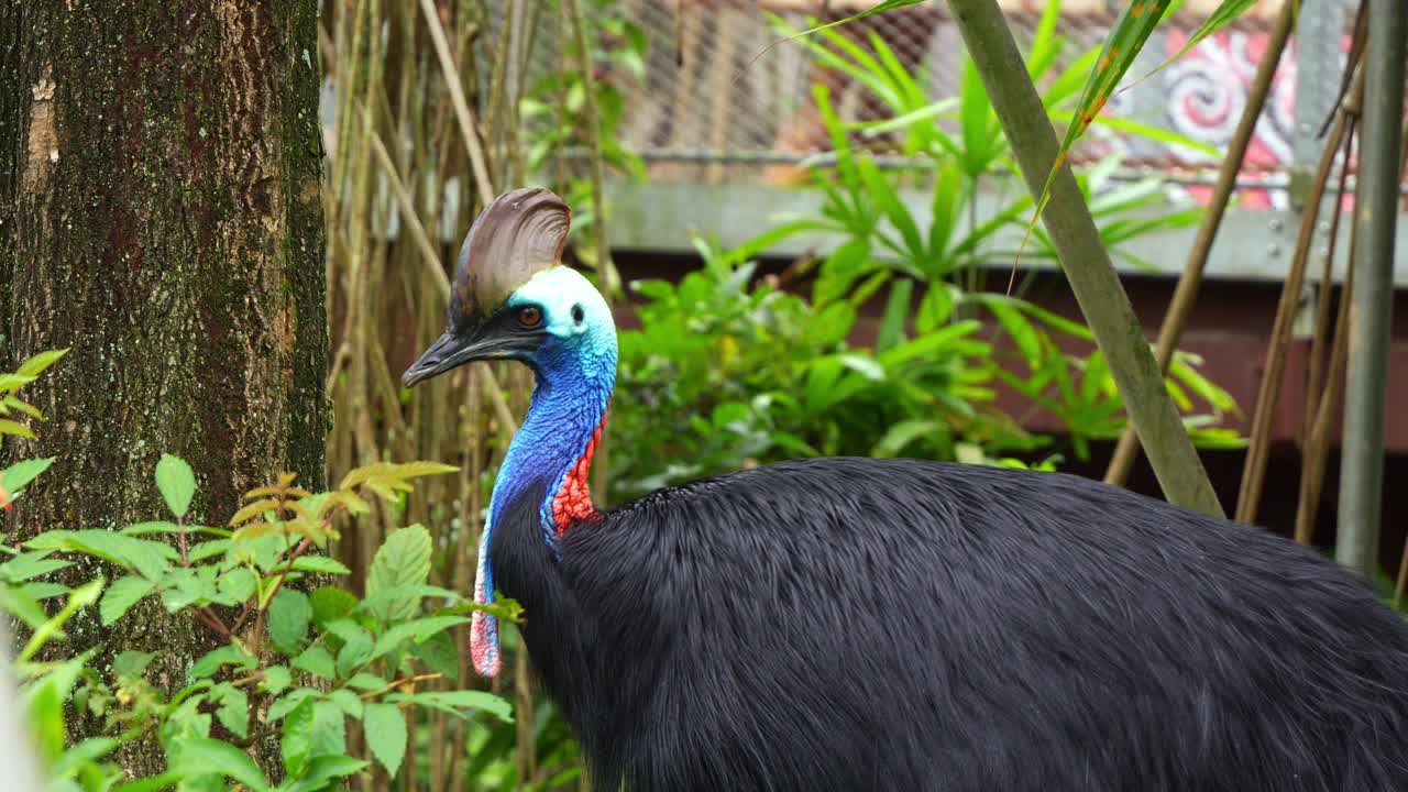gran pájaro negro no volador, casuario del sur australiano, casuario casuario alertado por los alrededores, da la vuelta y mira fijamente a la cámara en el recinto de vida silvestre, tiro de cerca