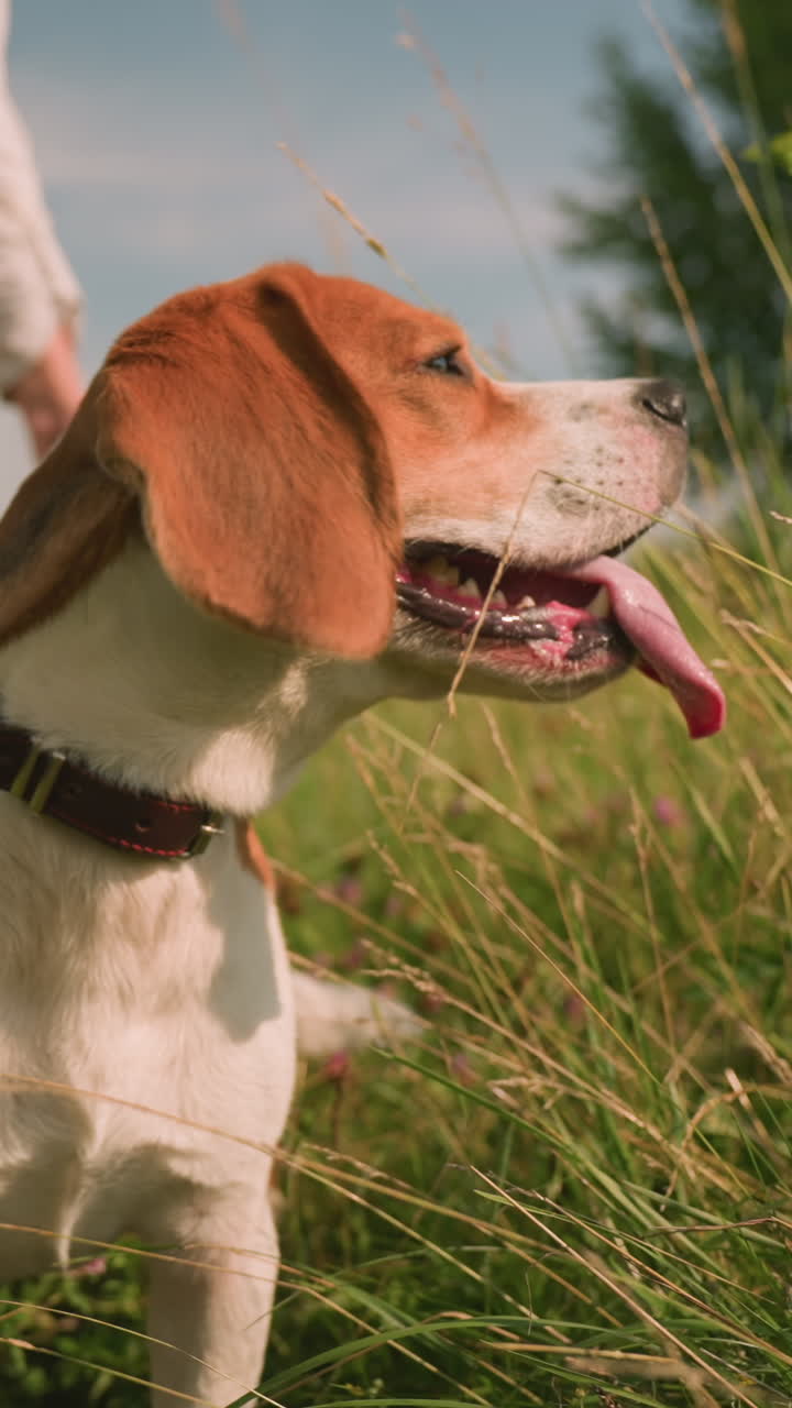 Close-up of beagle dog with tongue out looking to right, wearing leash held by owner in grassy field, while person behind is slightly blurred, under sunny sky