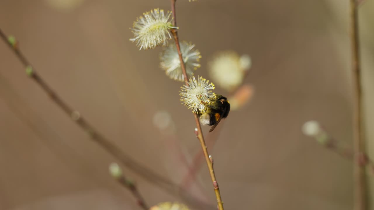 abejorro en un gato de sauce