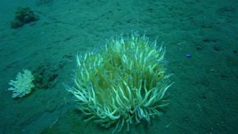 A-Clownfish-with-red-and-white-coloring-can-be-seen-swimming-through-a-sea-anemone-in-the-ocean's-depths