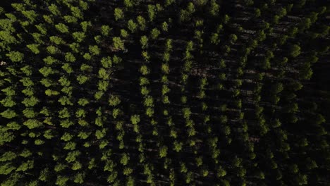 Aerial-birds-eye-view-of-a-unique-tree-pattern-eucalyptus-forest-during-sunset