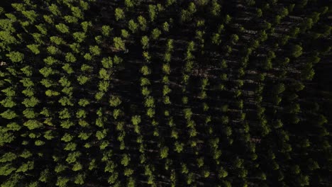 Vista-Aérea-De-Pájaros-De-Un-Bosque-De-Eucaliptos-Con-Patrón-De-árbol-único-Durante-La-Puesta-De-Sol