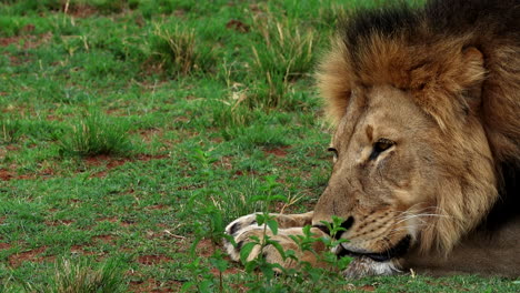 macho león africano rey de la jungla acostado en la hierba para una siesta, telefoto
