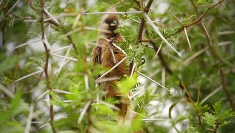 Cerca-De-Un-Solo-Pájaro-Ratón-Moteado-Encaramado-En-Un-Arbusto-Espinoso-En-El-Parque-Nacional-De-Elefantes-Addo,-Sudáfrica