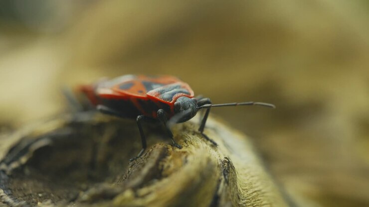 Close-up capture of Firebug on the textured surface of tree bark, showcasing entomological behavior and natural habitat