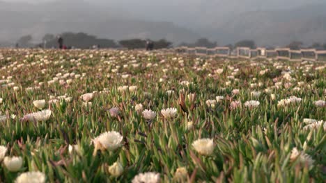 Campo-De-Plantas-Escénicas-Y-Gente-Mediocre-Caminando-En-El-Fondo