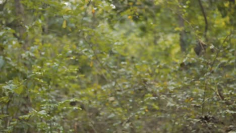 A-shot-of-a-beautiful-Indian-woman-in-a-light-blue-t-shirt-in-jungle