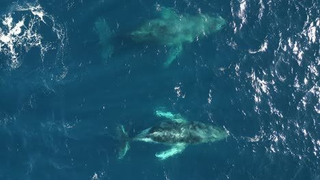 familia de ballenas nadando juntas en el agua azul ondulado del océano, vista aérea de un grupo de ballenas jorobadas arrojando