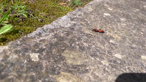 Paar-Feuerwanzen,-Die-Auf-Steinboden-Gehen,-Kleben-Zusammen,-Winzige-Insekten,-Schwenk