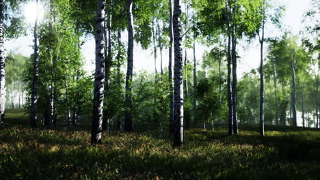 bosque de abedules en el bosque