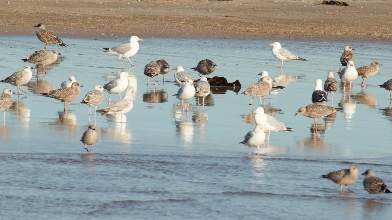 Large flock of seagulls and shorebirds wading, interacting on wet sand in natural daylight