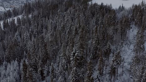 Bosque-De-Coníferas-Cubierto-De-Nieve-En-La-Montaña-Gubałówka-En-Polonia-Durante-El-Invierno---Toma-Aérea-De-Drones