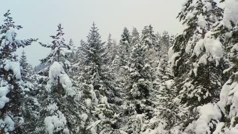 Schöner-Schneeszenenwald-Im-Winter.-Überfliegen-Von-Schneebedeckten-Kiefern.