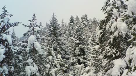 beautiful snow scene forest in winter. flying over of pine trees covered with snow.