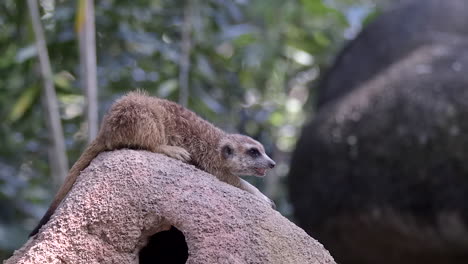 A-single-Meerkat-lying-on-it's-burrow-in-a-prone-position---Close-up