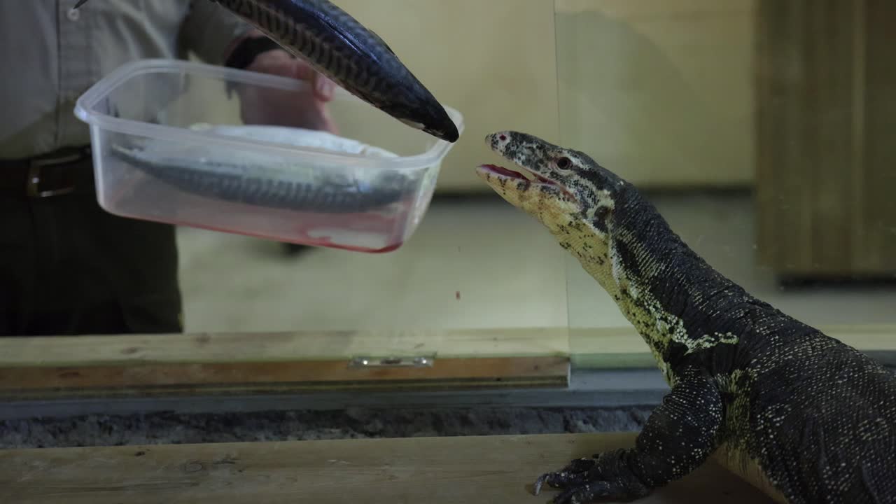 물고기 슬로우 모션을 공급받는 아시아 물 모니터