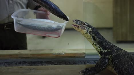 monitor de agua asiático alimentado con un pez a cámara lenta