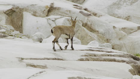ibex on a mountain