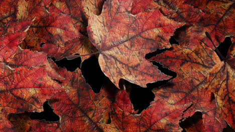 vibrant autumn leaves background