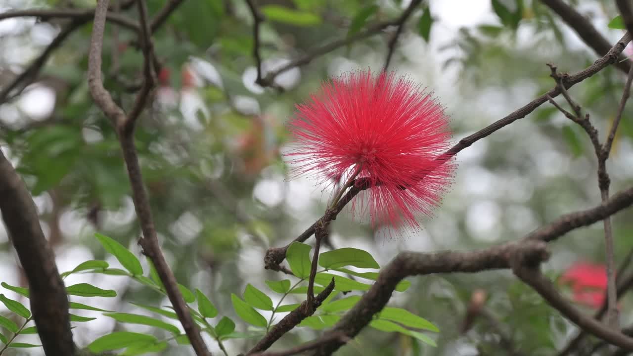 Vibrant close-up footage of a blooming Powder Puff flower on a tree branch in Colombia.surrounded by lush green foliage. Ideal for nature, botany, and biodiversity .