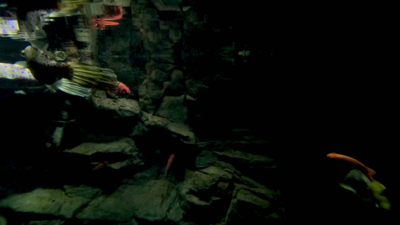 peces nadando con gracia en un acuario oscuro
