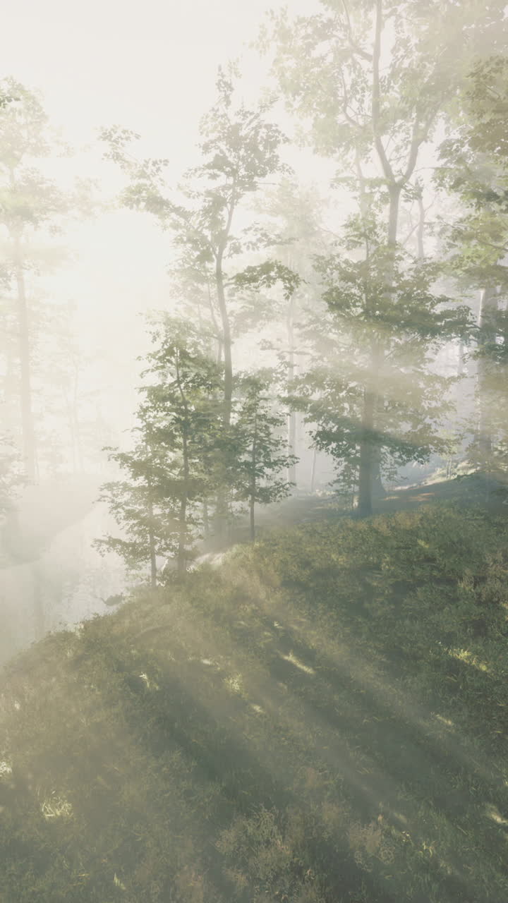 Morning light filters through misty forest creating a serene landscape