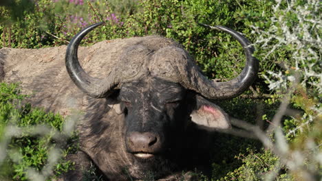 ruminating african buffalo lying on the grass. closeup