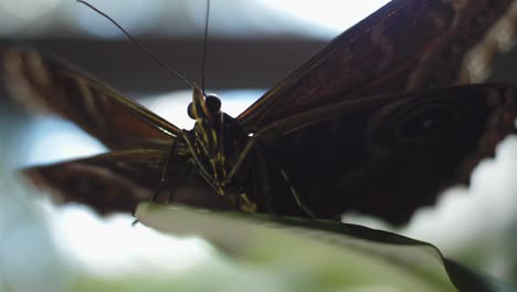 close-up of a butterfly on a leaf