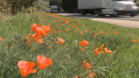 Camiones-Y-Automóviles-Pasan-Por-Una-Autopista-Bordeada-De-Amapolas-De-California