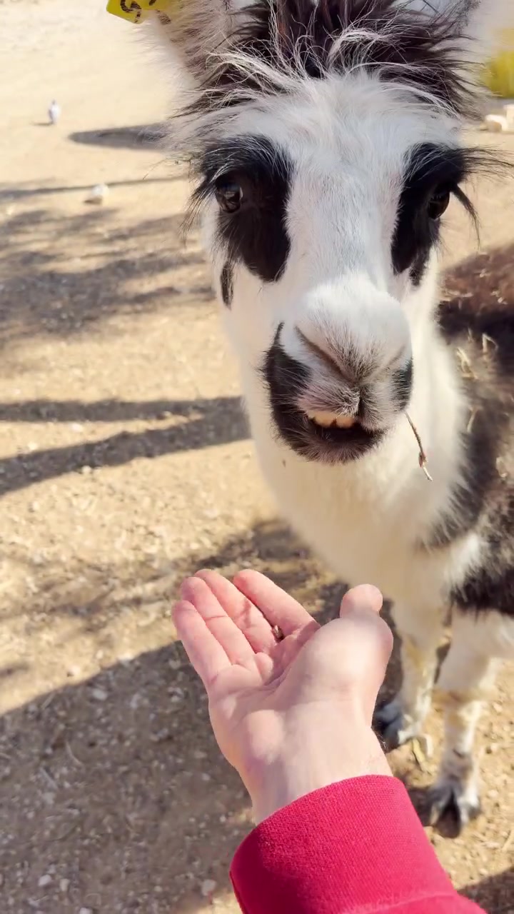 Ponto de vista (POV) de alimentação manual de alpaca em fazenda ou zoológico interativo, atividade familiar. Vídeo vertical estilo POV UGC para celular, reel de influenciador de viagens ou vlogger de mídia social. Animal fofo comendo da mão de uma pessoa.