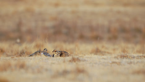 two sharp-tailed grouse battle on lek, part of mating ritual