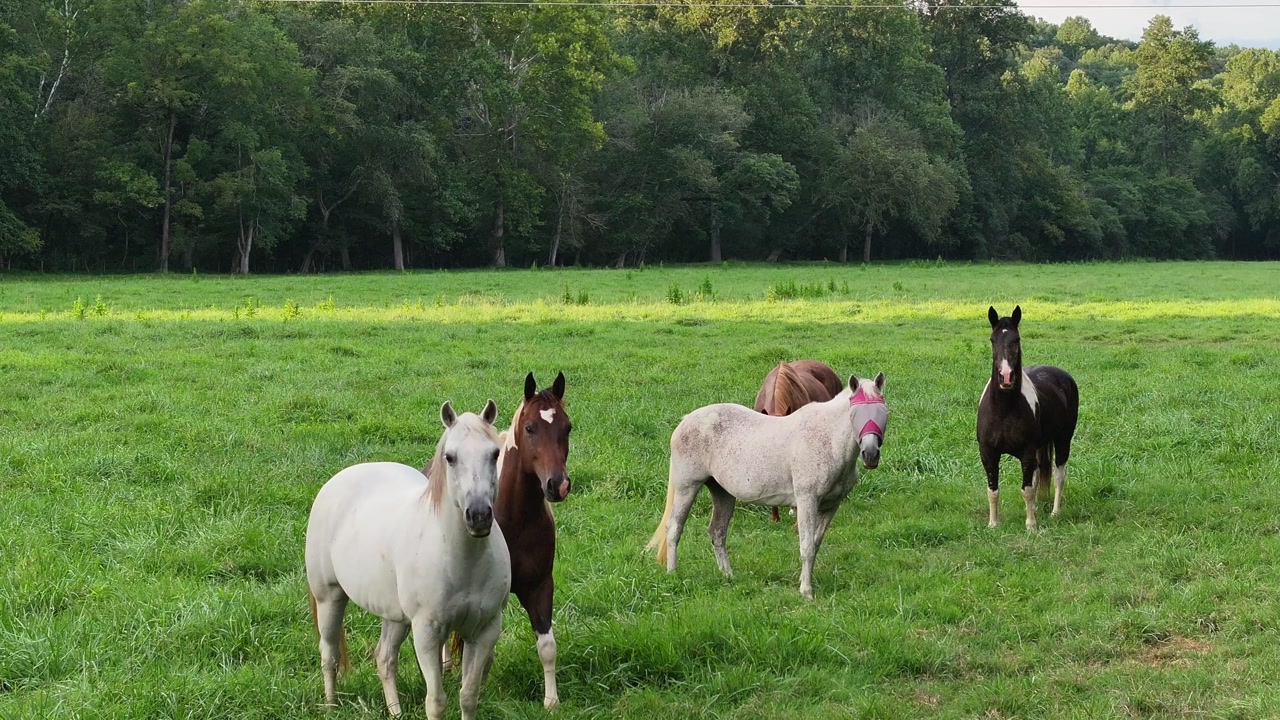 Drone view of horses in a Georgia farm pasture in 4K