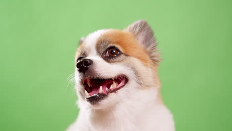 Close-up-video-of-a-little,-amusing,-and-energetic-tiny-fawn-and-white-colored-dog,-puppy,-sitting-on-a-pink-cotton-rug-against-a-green-background