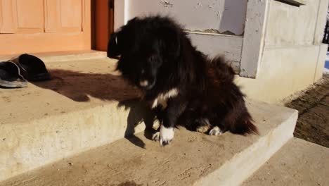 lindo perro negro sentado en las escaleras y feliz cuando vea a su amo