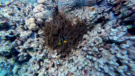 un pez payaso solitario con distintivas rayas naranja y blanca y puntas negras nada junto a una gran anémona, que tiene largos y fluidos tentáculos, unidos a un arrecife de coral vibrante con vida