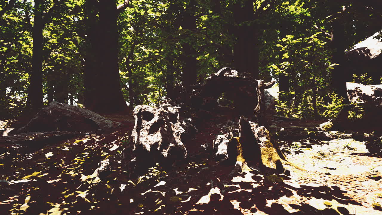 숲을 가로질러 흐르는 빛