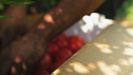 agricultor irreconocible cosechando tomates frescos