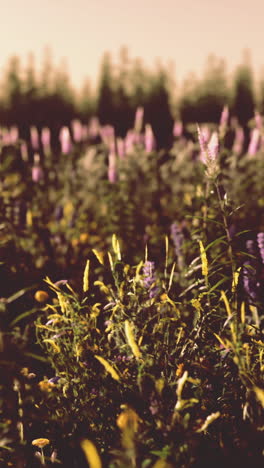 flores silvestres púrpuras en un prado