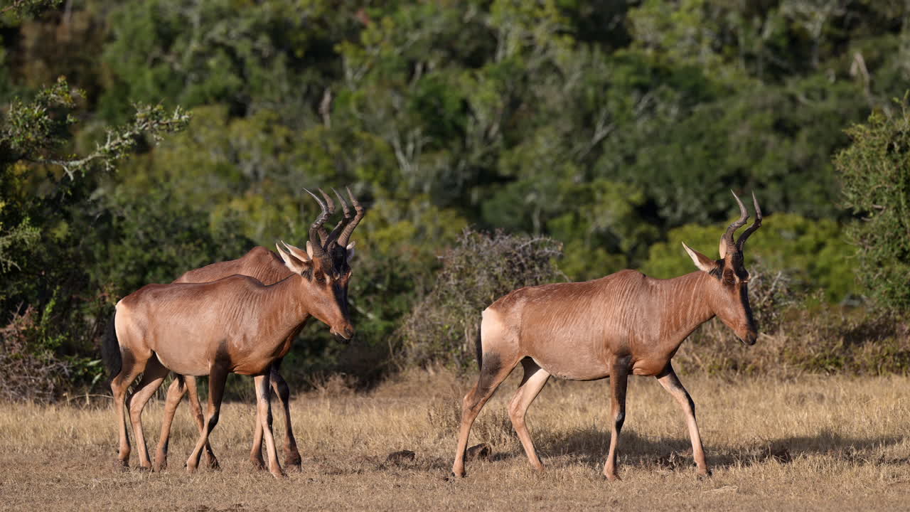 rojo tres caminando en los bosques, cámara lenta