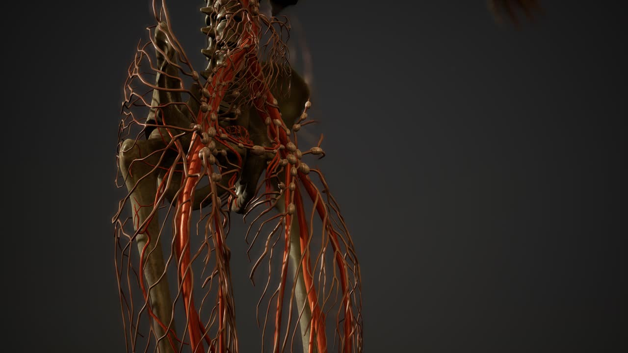 인간 신체 혈관 해부학