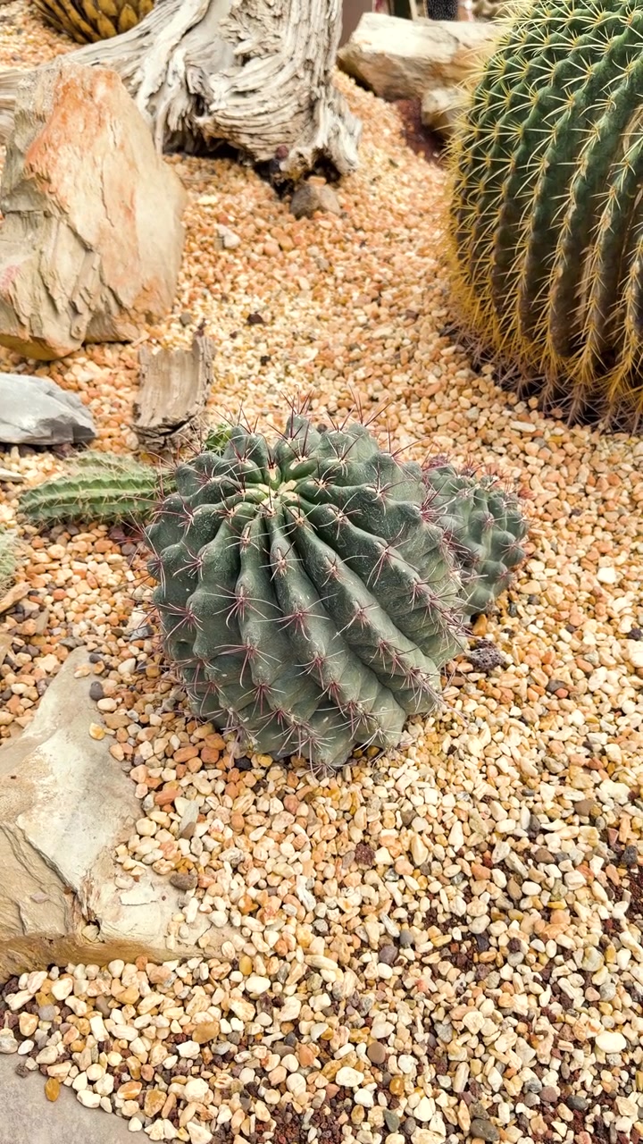Cactus rotondo e spinoso che cresce su ghiaia arida tra rocce e altre piante del deserto in pieno giorno, verticale.