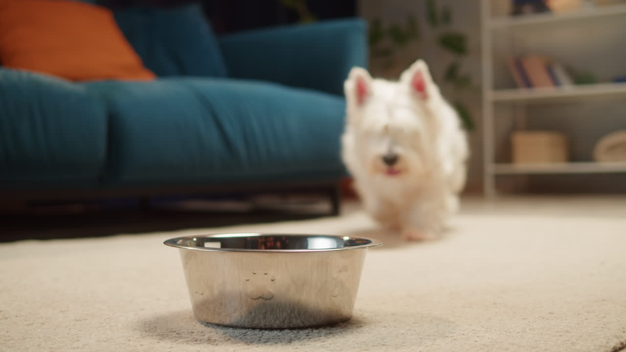 A white dog eating or drinking from a bowl indoors