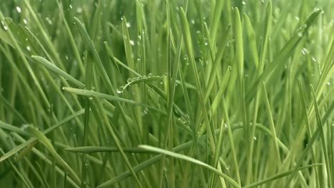 Green-grass-close-up-raindrops-slowly-falling-on-the-grass.