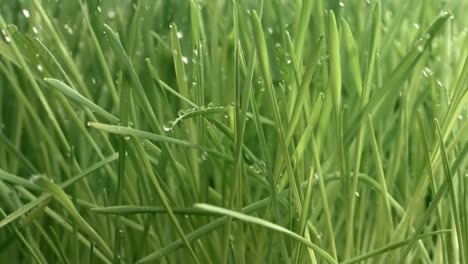 hierba verde en primer plano gotas de lluvia cayendo lentamente sobre la hierba.
